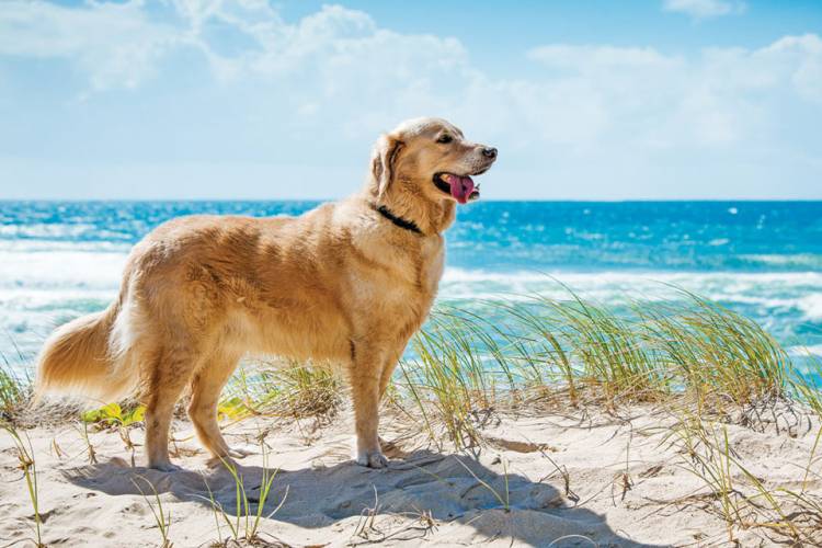 Destin and 30A Vacation Rentals that Allow Pets